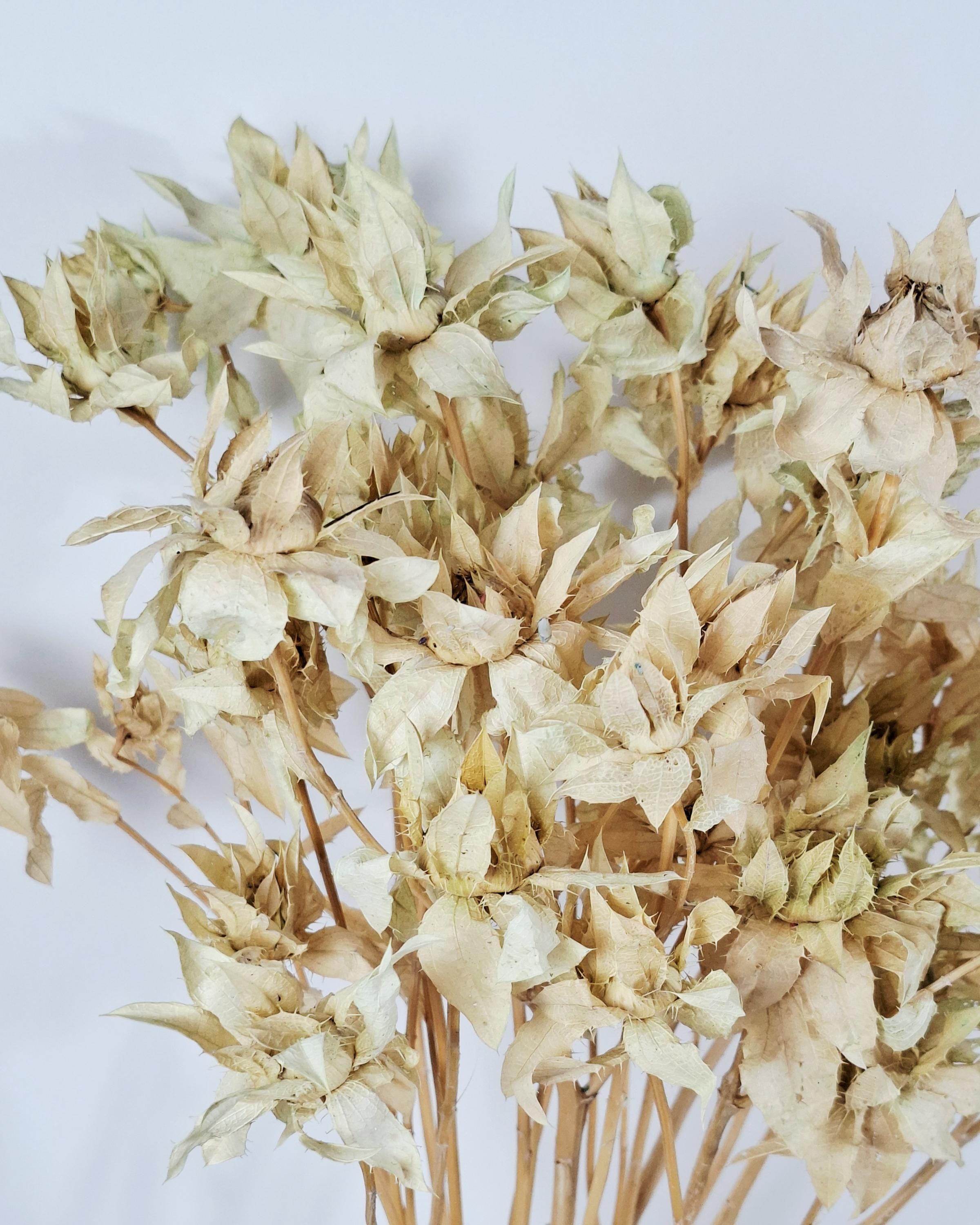 Dried Safflower Stems, Beige Sage Dried Flowers, Natural Stabilized Florist Supply, Dried Flower Material, Craft Flowers