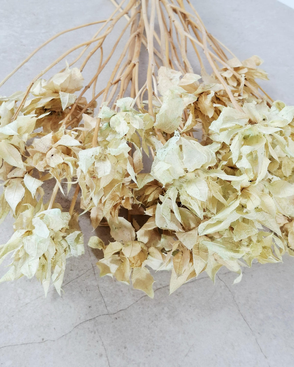 Dried Safflower Stems, Beige Sage Dried Flowers, Natural Stabilized Florist Supply, Dried Flower Material, Craft Flowers