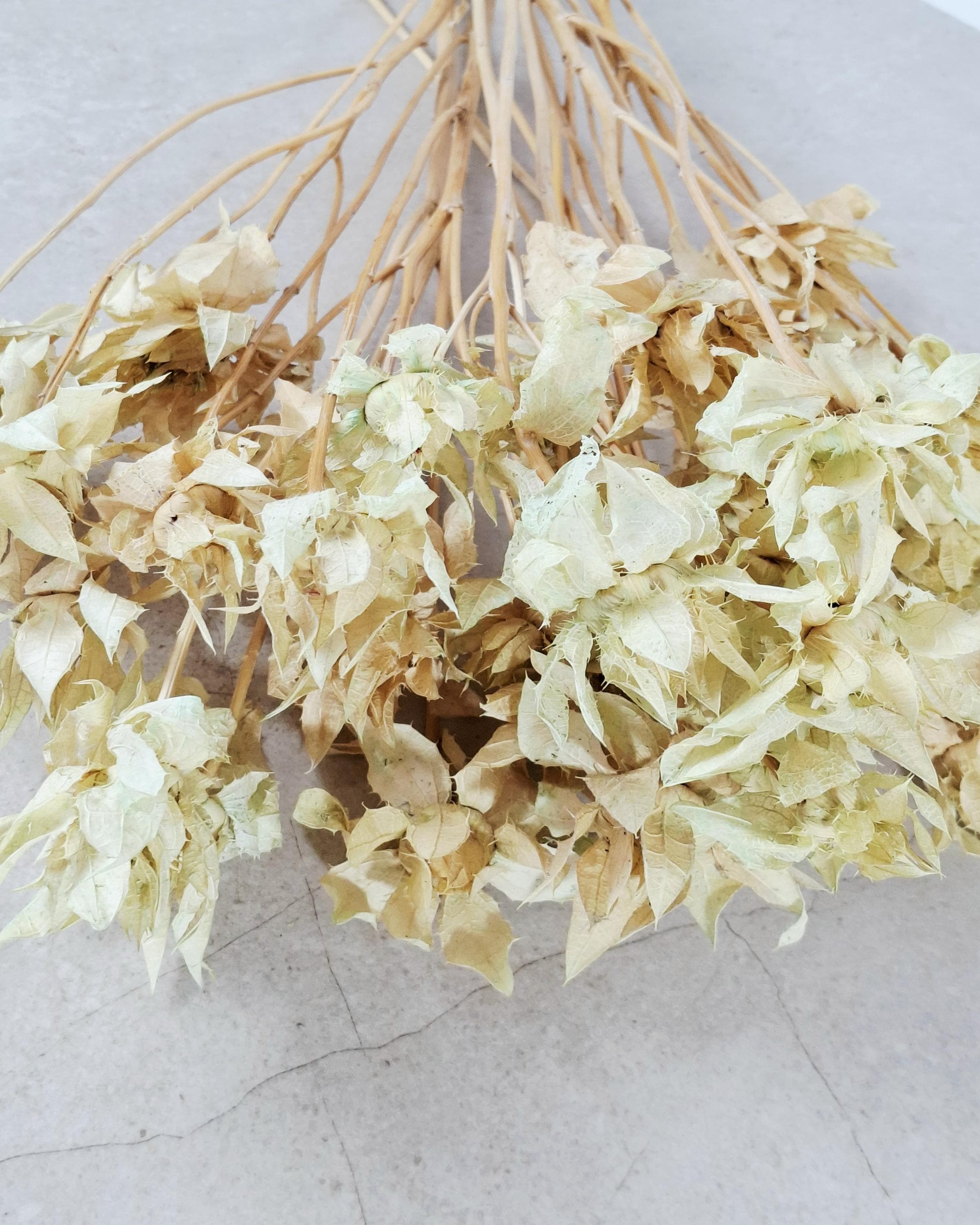 Dried Safflower Stems, Beige Sage Dried Flowers, Natural Stabilized Florist Supply, Dried Flower Material, Craft Flowers