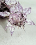 Dried Safflower Stems, Dusty Purple Dried Flowers, Moody Floral Material, Textured Botanical Stems, Resin Craft Supply