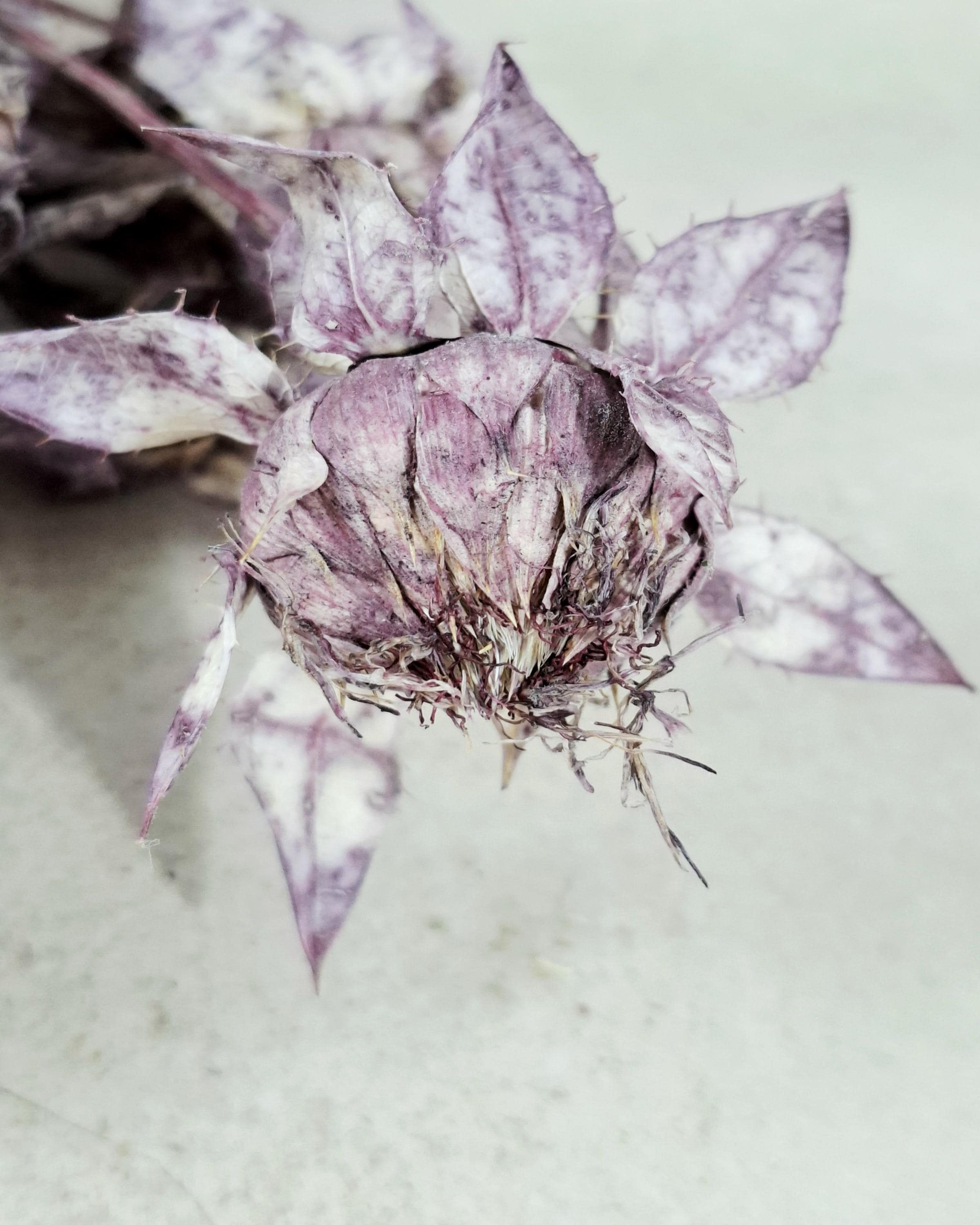Dried Safflower Stems, Dusty Purple Dried Flowers, Moody Floral Material, Textured Botanical Stems, Resin Craft Supply