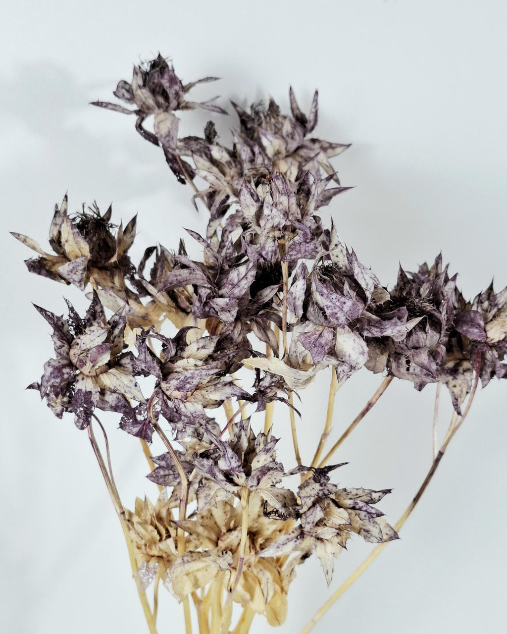Dried Safflower Stems, Dusty Purple Dried Flowers, Moody Floral Material, Textured Botanical Stems, Resin Craft Supply