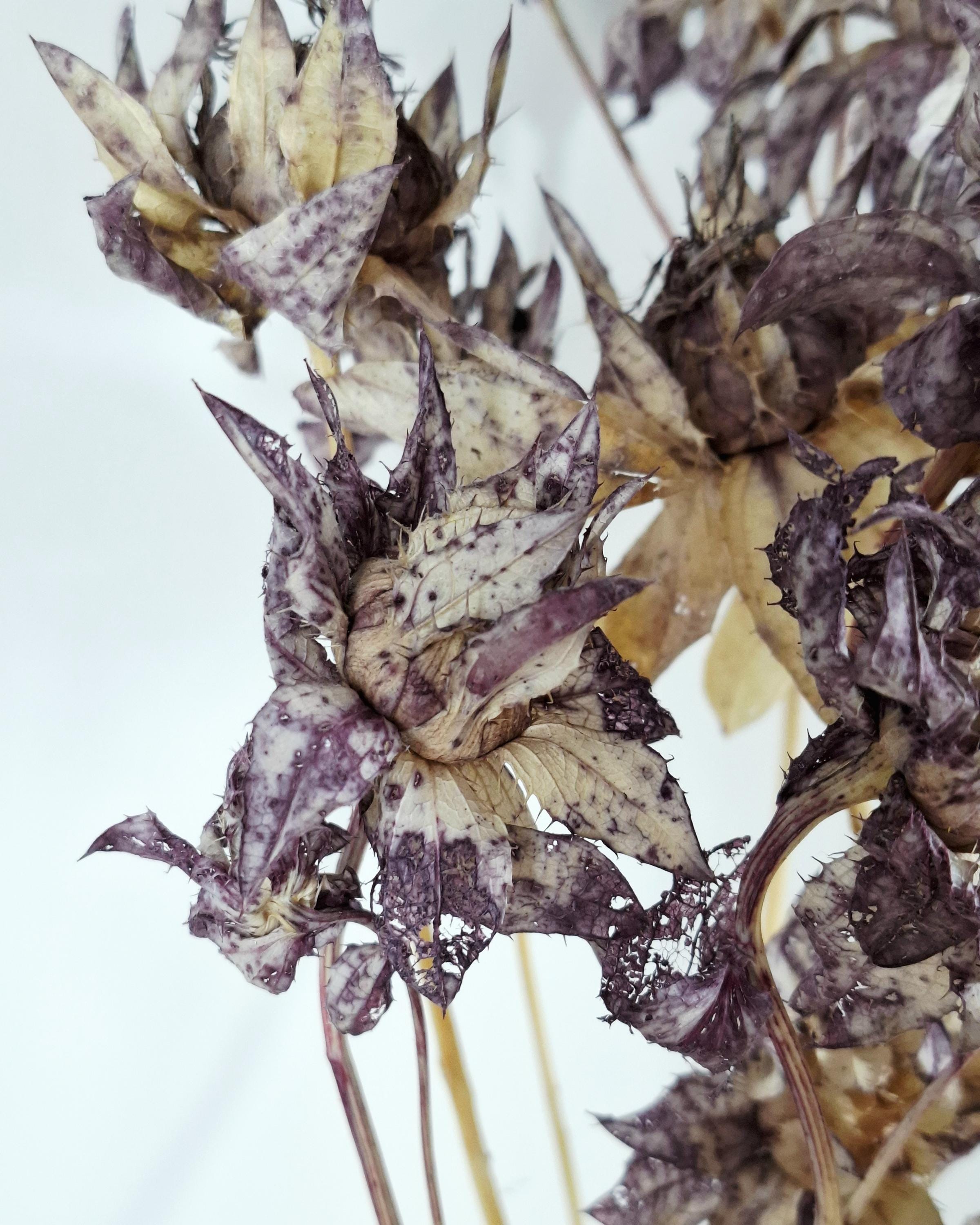 Dried Safflower Stems, Dusty Purple Dried Flowers, Moody Floral Material, Textured Botanical Stems, Resin Craft Supply