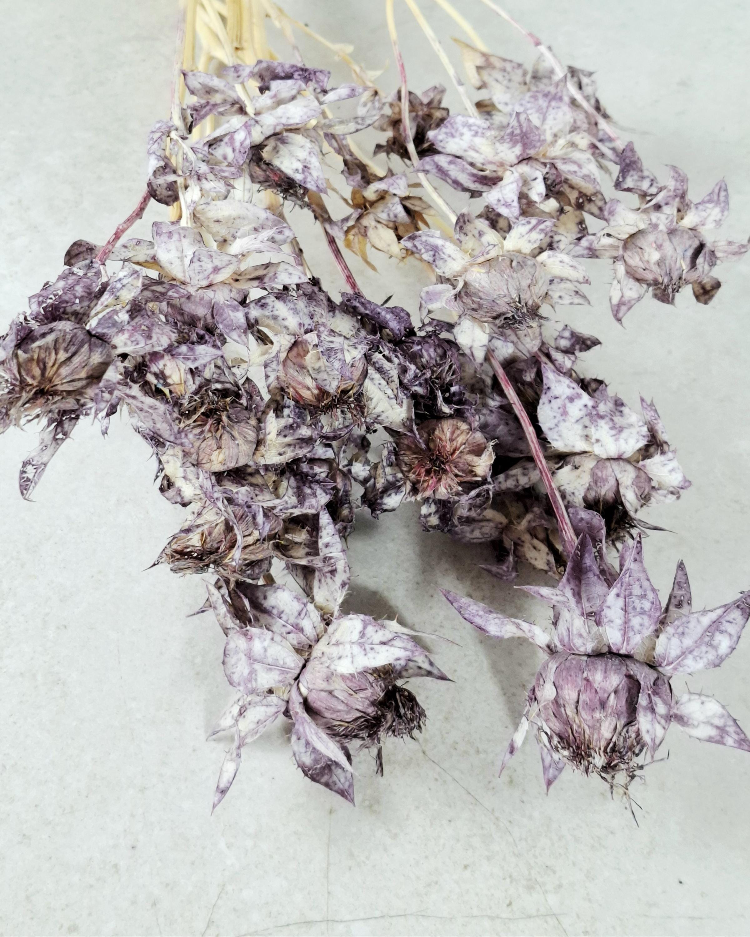 Dried Safflower Stems, Dusty Purple Dried Flowers, Moody Floral Material, Textured Botanical Stems, Resin Craft Supply
