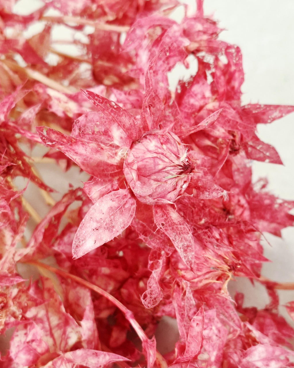 Dried Safflower Stems, Bright Pink Dried Flowers, Hot Pink Floral Material, Textured Botanical Stems, Craft Supply