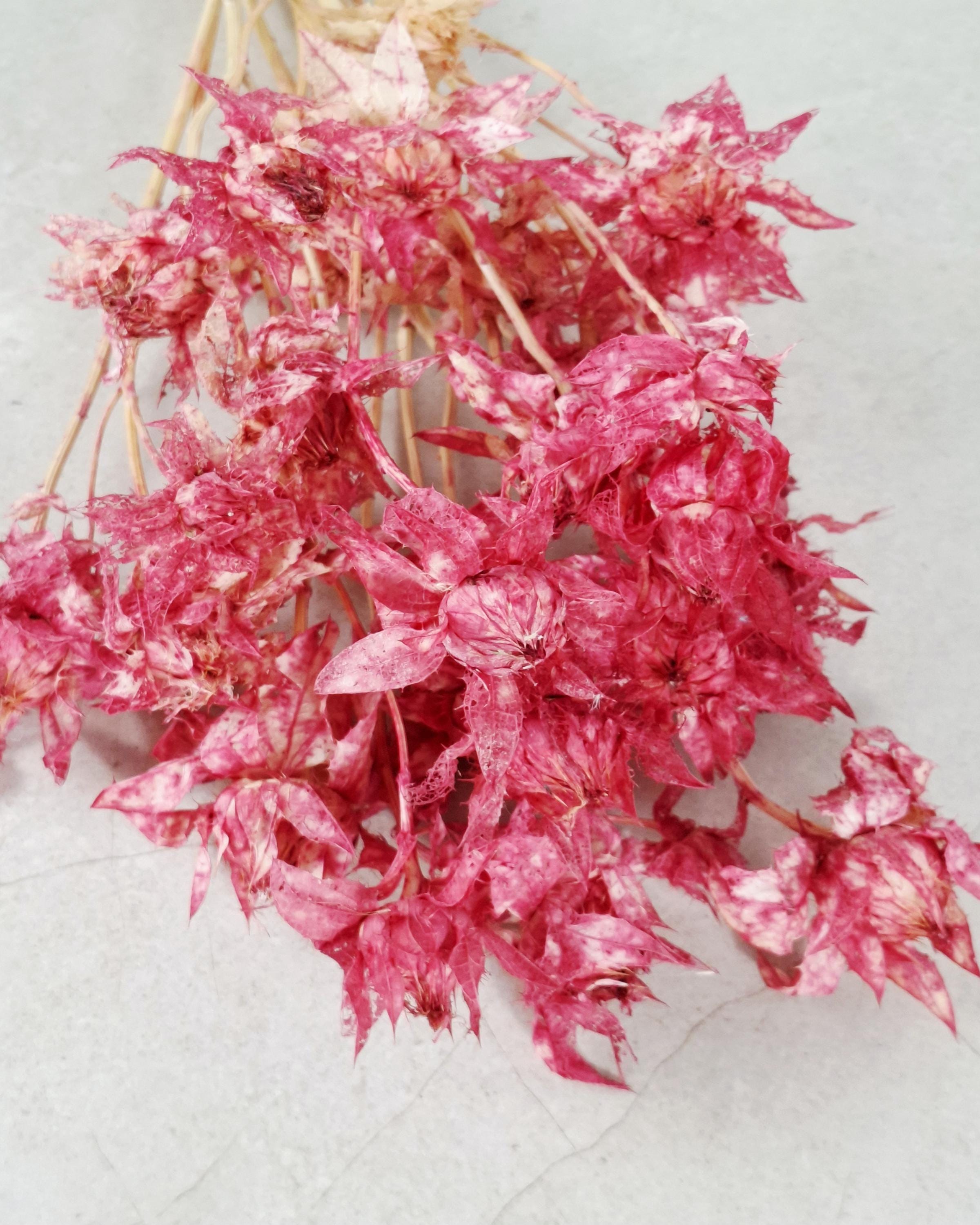 Dried Safflower Stems, Bright Pink Dried Flowers, Hot Pink Floral Material, Textured Botanical Stems, Craft Supply