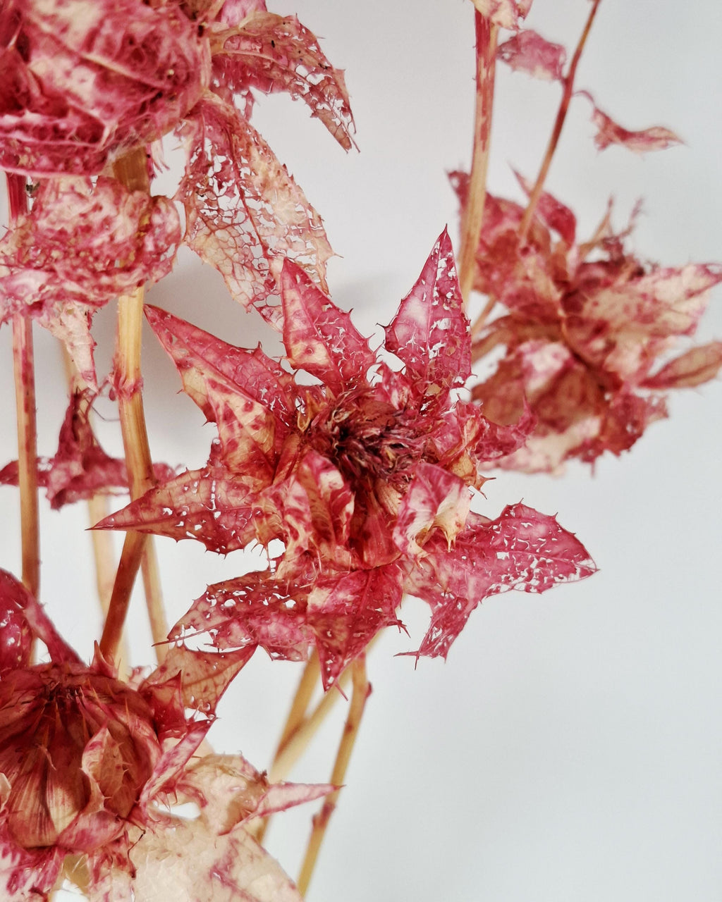 Dried Safflower Stems, Bright Pink Dried Flowers, Hot Pink Floral Material, Textured Botanical Stems, Craft Supply