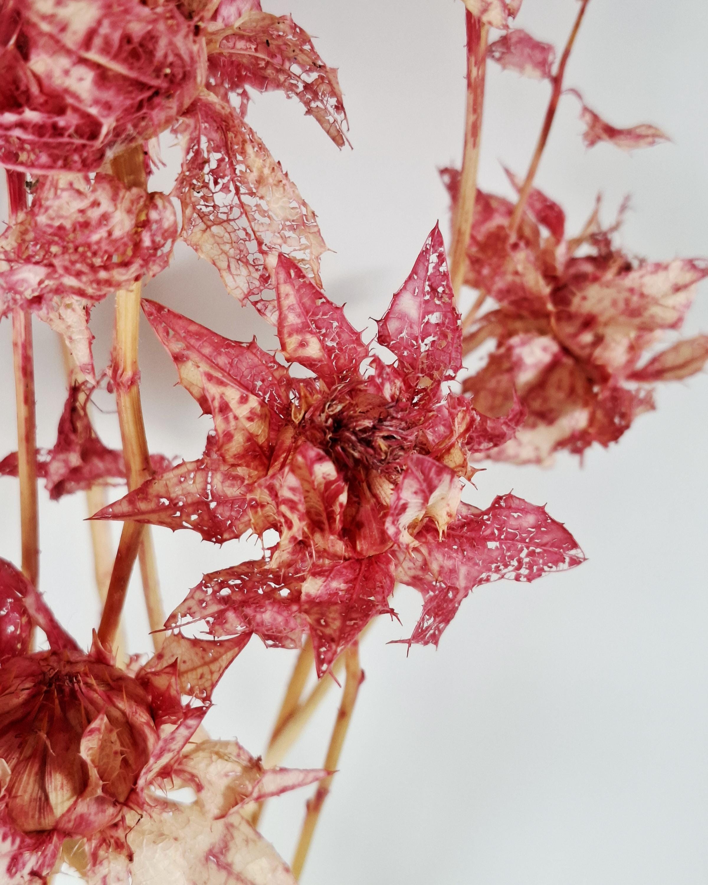 Dried Safflower Stems, Bright Pink Dried Flowers, Hot Pink Floral Material, Textured Botanical Stems, Craft Supply