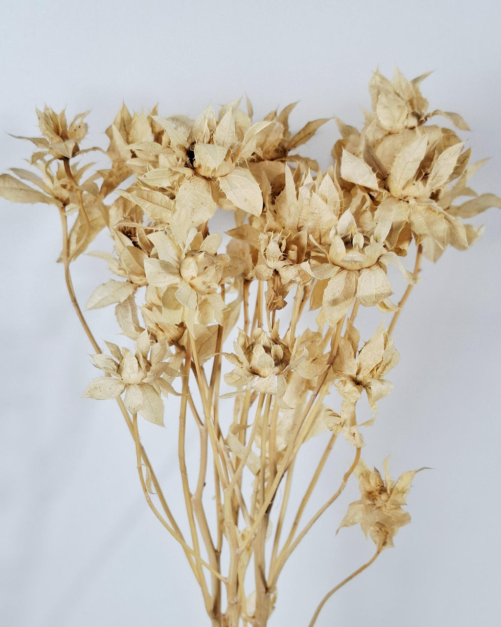 Stabilized Saffron Stems | Cream Beige Dried Flowers | Natural Florist Supply | Neutral Botanical Material | DIY Craft Flowers