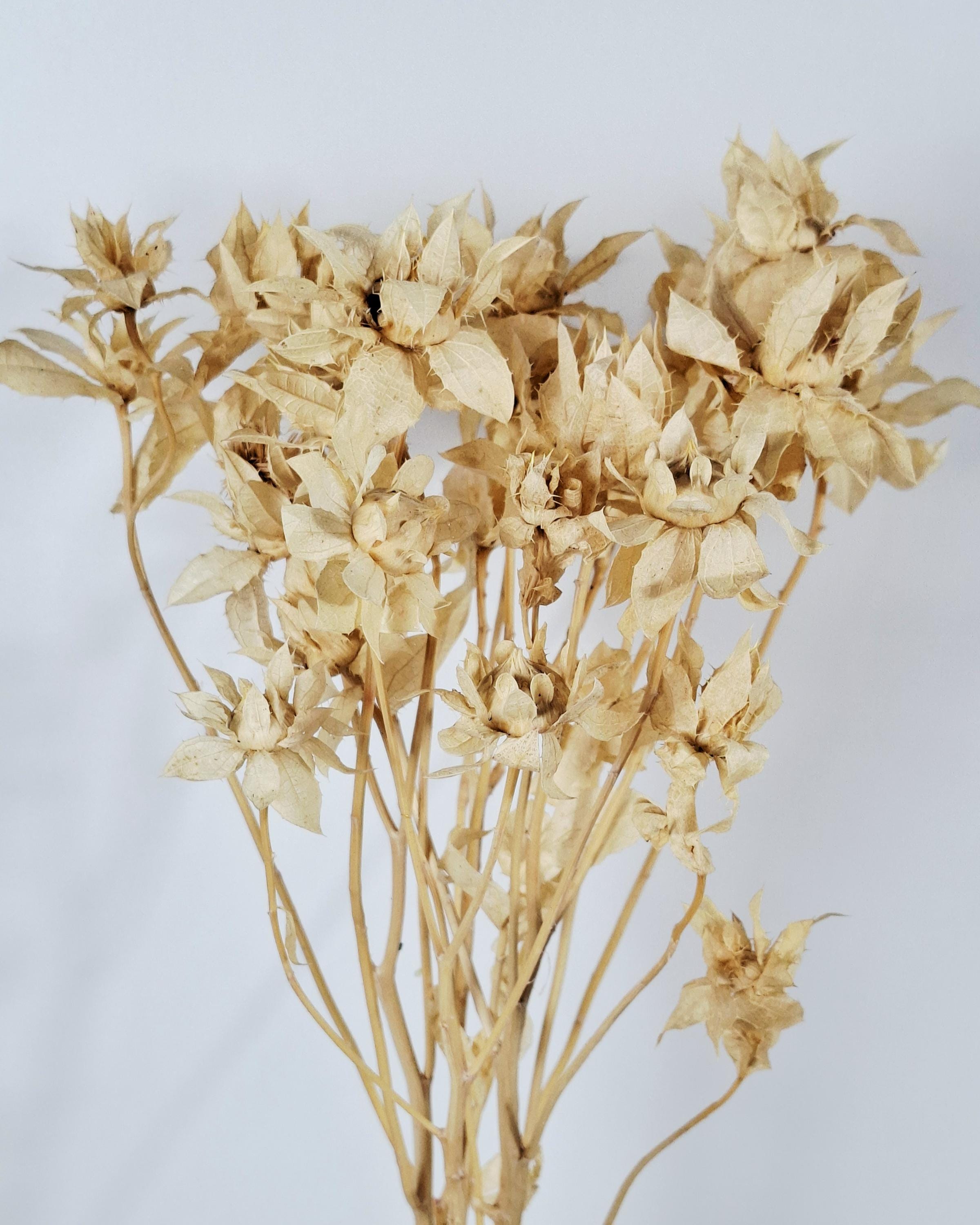 Stabilized Saffron Stems | Cream Beige Dried Flowers | Natural Florist Supply | Neutral Botanical Material | DIY Craft Flowers