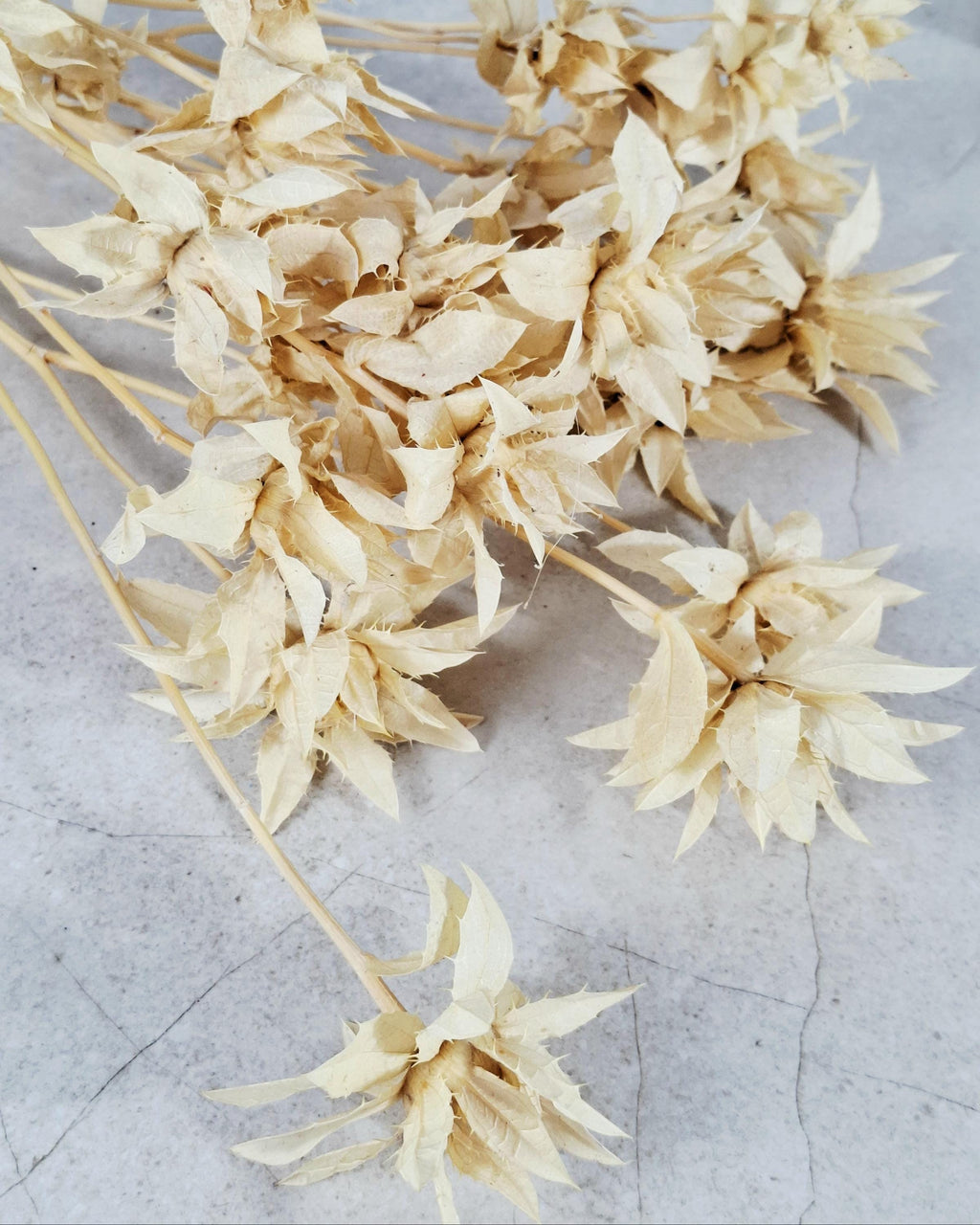 Stabilized Saffron Stems | Cream Beige Dried Flowers | Natural Florist Supply | Neutral Botanical Material | DIY Craft Flowers