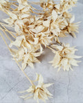 Stabilized Saffron Stems | Cream Beige Dried Flowers | Natural Florist Supply | Neutral Botanical Material | DIY Craft Flowers