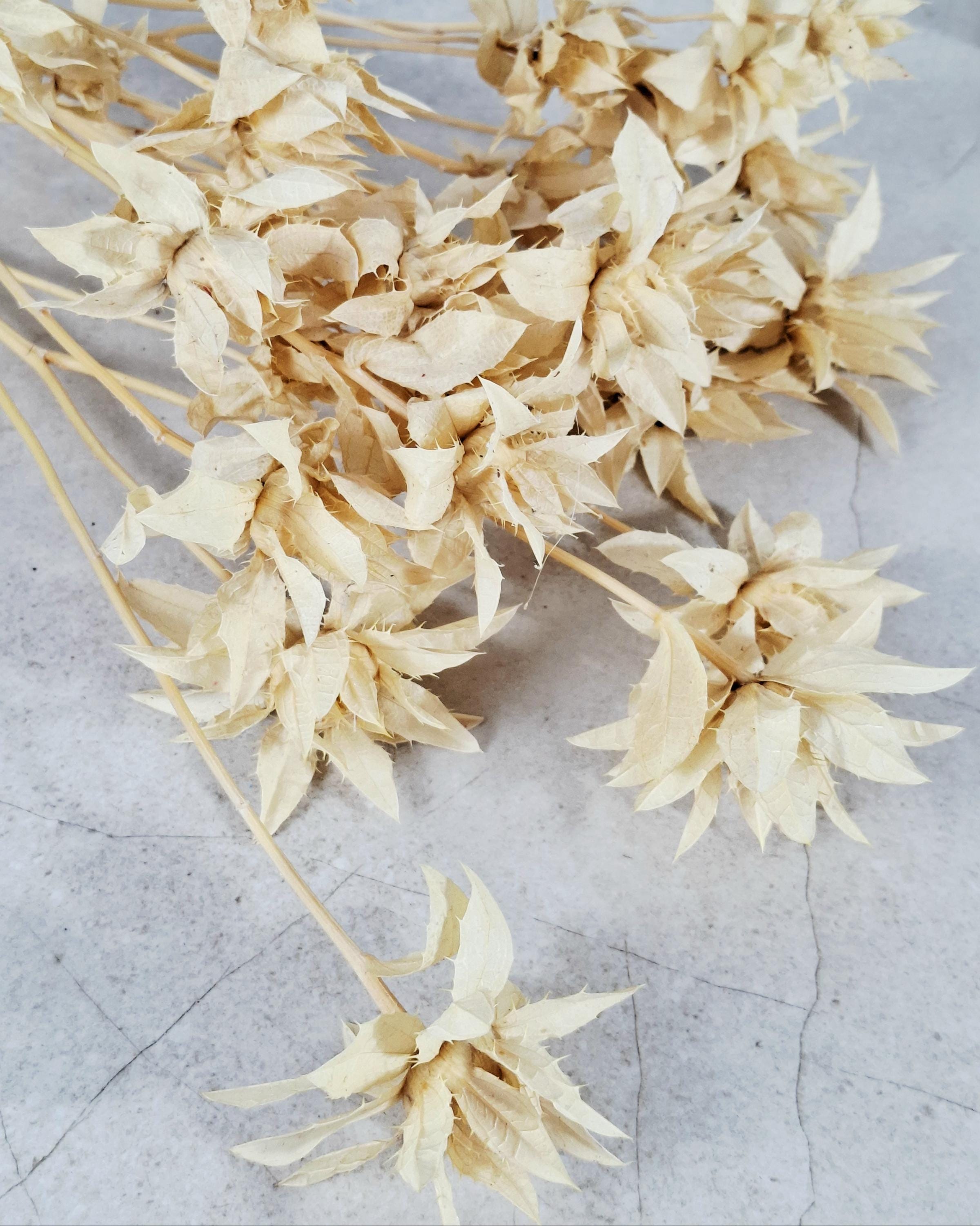 Stabilized Saffron Stems | Cream Beige Dried Flowers | Natural Florist Supply | Neutral Botanical Material | DIY Craft Flowers