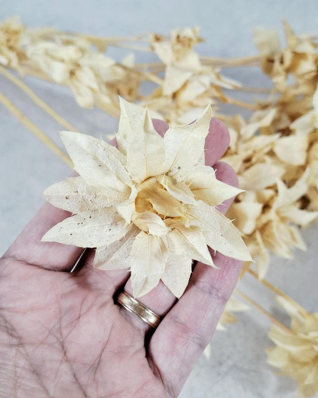 Stabilized Saffron Stems | Cream Beige Dried Flowers | Natural Florist Supply | Neutral Botanical Material | DIY Craft Flowers