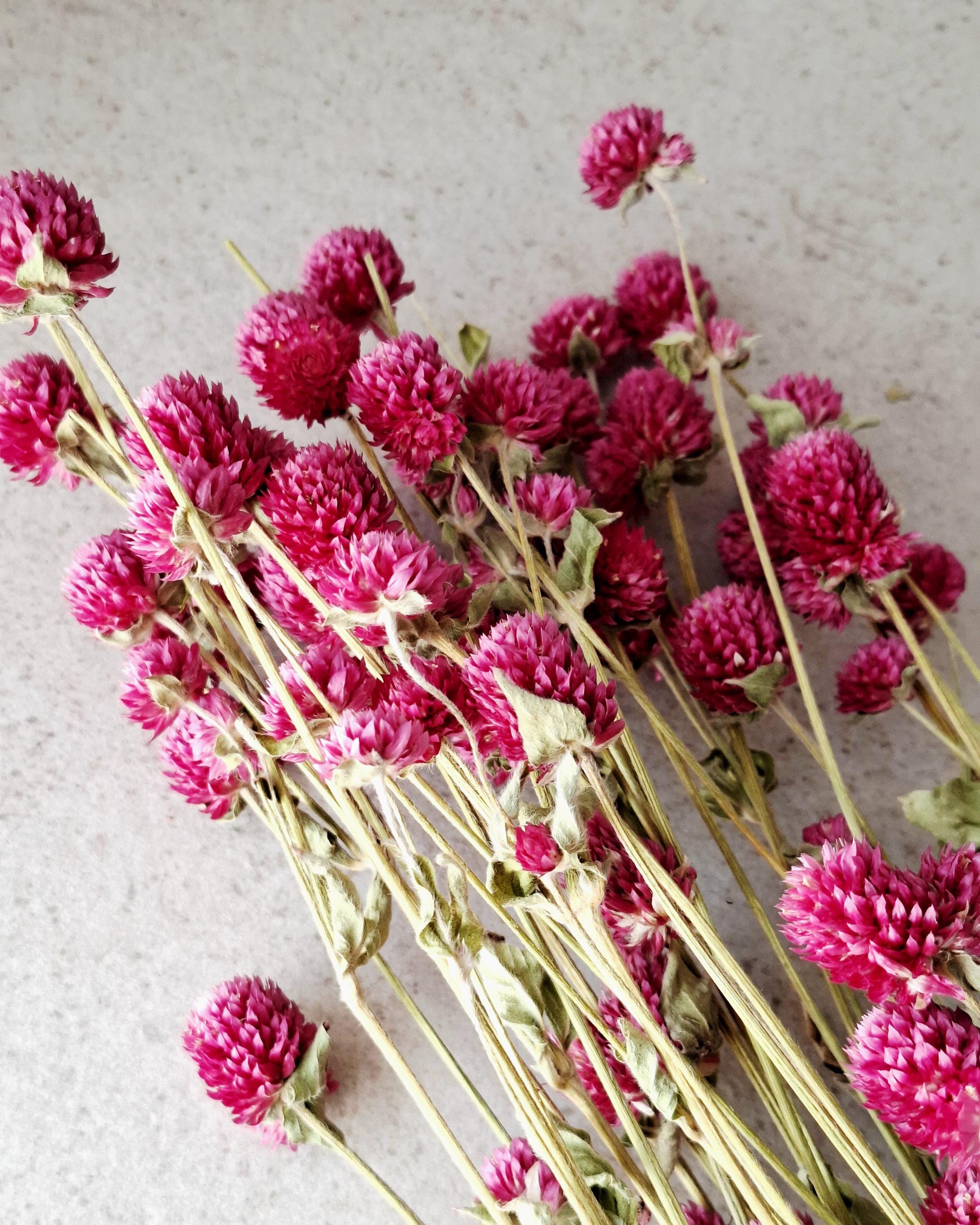 Bright Pink Dried Gomphrena Bouquet, Preserved Flowers, Natural Home Decor, Boho Minimalist Floral Arrangement, Ready to Ship