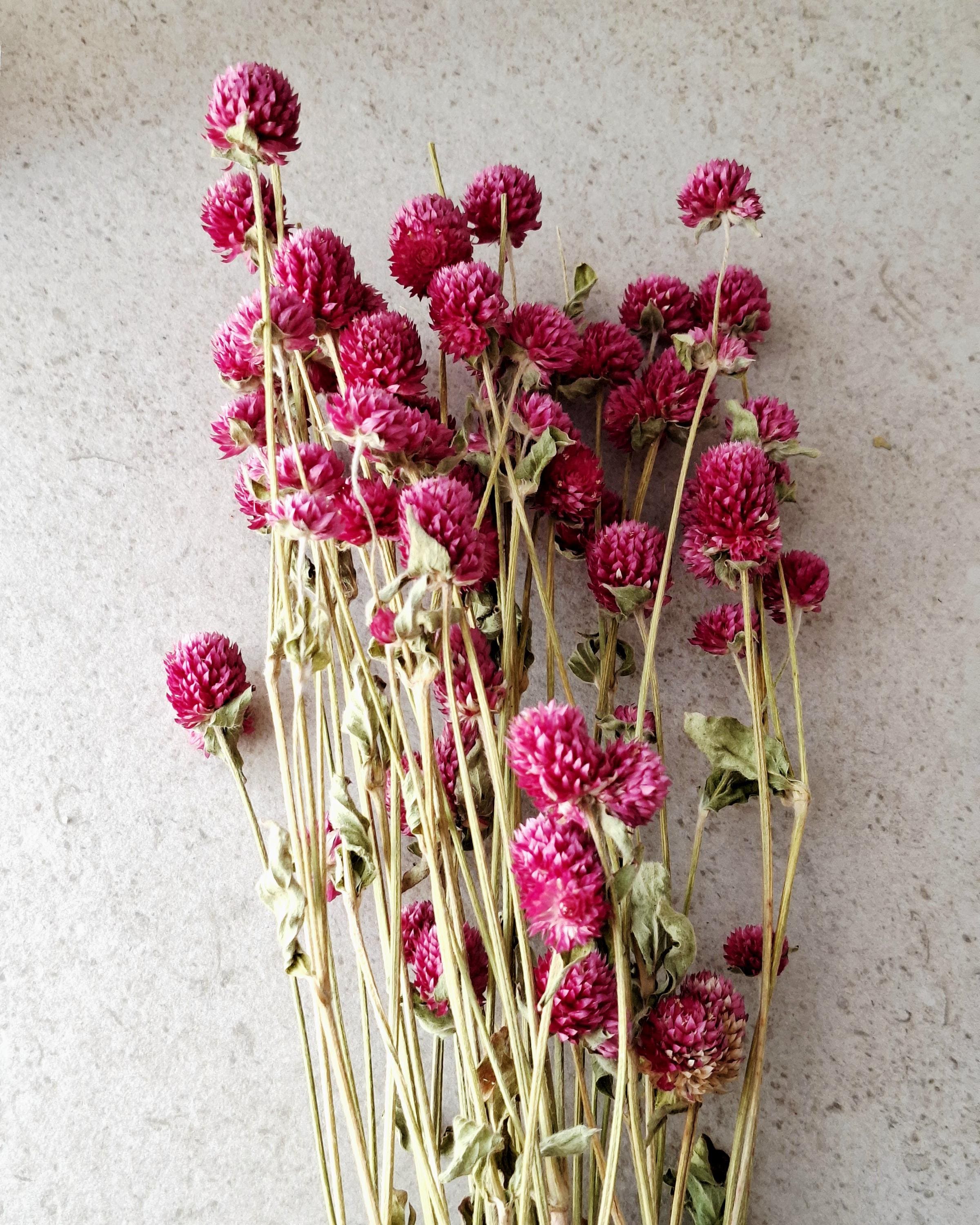 Bright Pink Dried Gomphrena Bouquet, Preserved Flowers, Natural Home Decor, Boho Minimalist Floral Arrangement, Ready to Ship