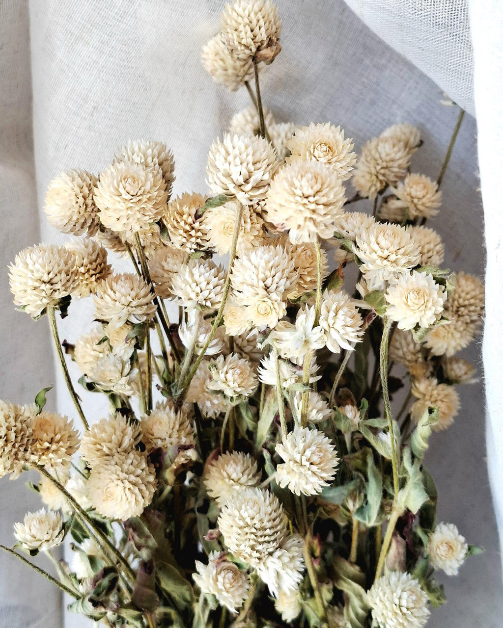 Ivory Dried Gomphrena Bouquet, 10 Stems as Shown, Preserved Flowers, Neutral Minimalist Decor, Boho Home Styling, Ready to Ship