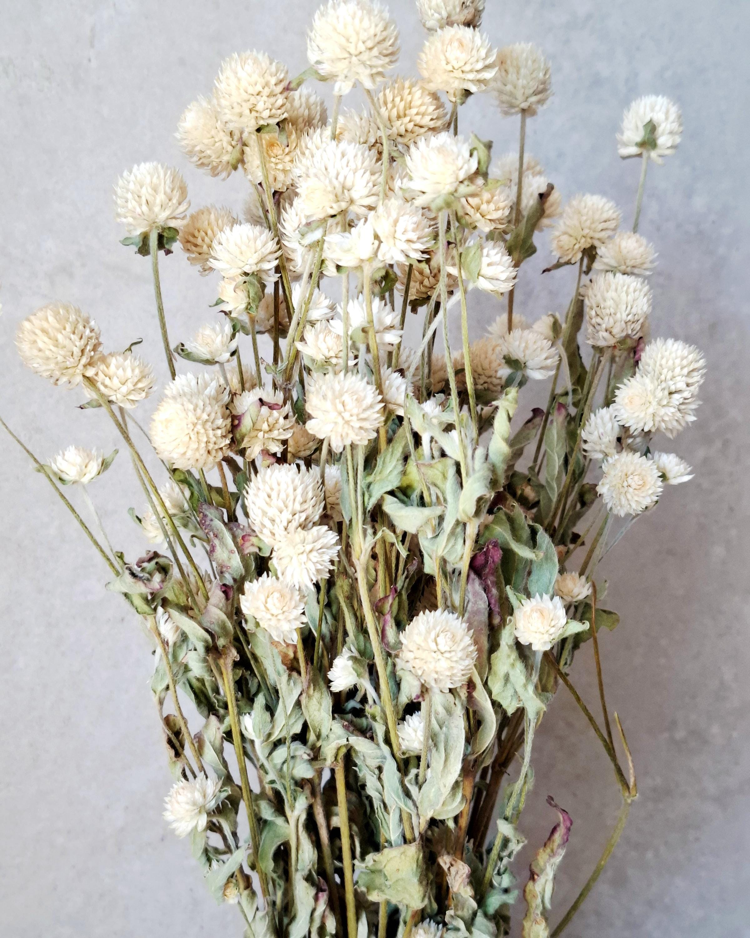 Ivory Dried Gomphrena Bouquet, 10 Stems as Shown, Preserved Flowers, Neutral Minimalist Decor, Boho Home Styling, Ready to Ship