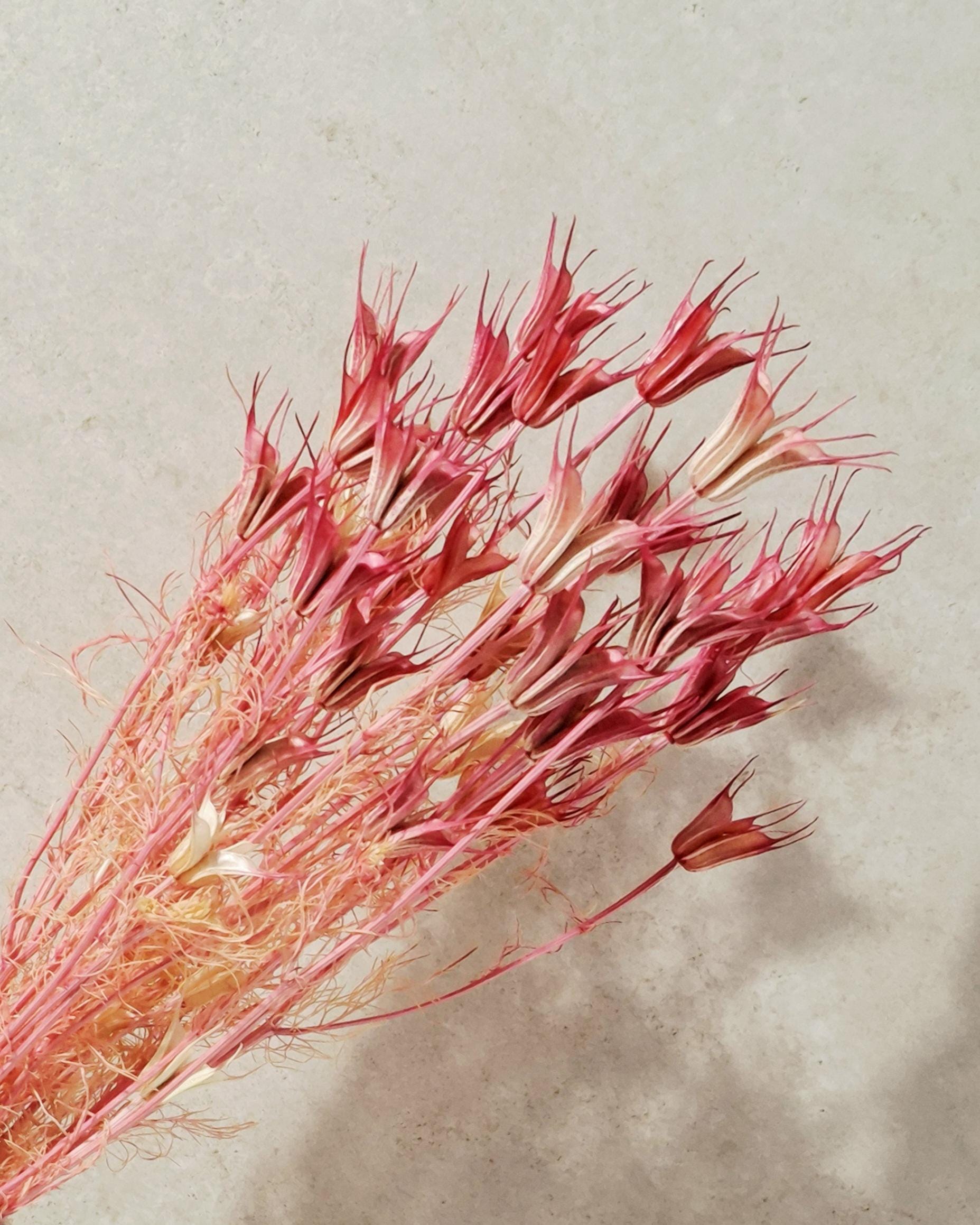 Coral Pink Dried Nigella Stems | Love in a Mist | Bright Pink Dried Flowers | Floral Supply | Bouquet Filler | DIY Craft Flowers