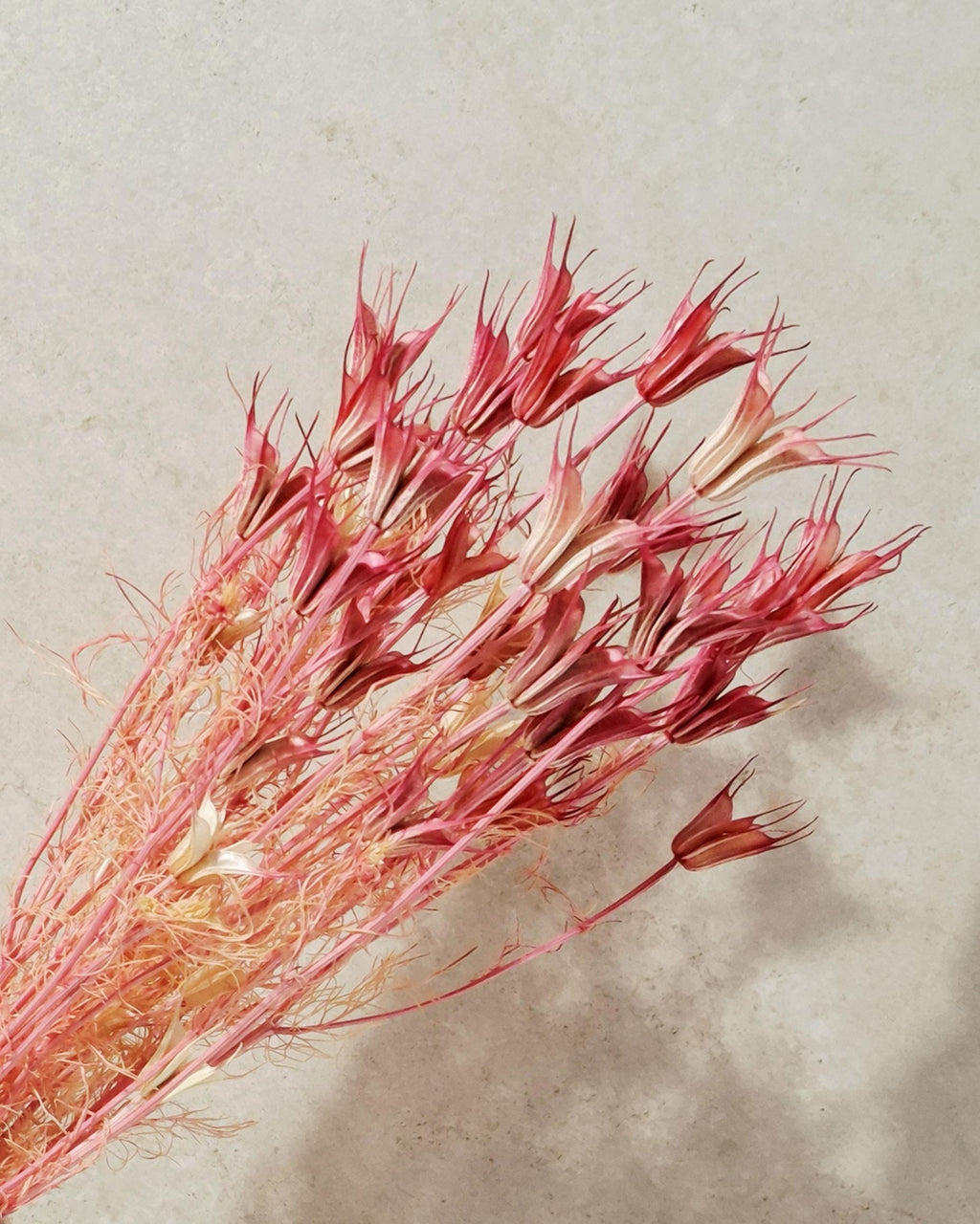 Coral Pink Dried Nigella Stems | Love in a Mist | Bright Pink Dried Flowers | Floral Supply | Bouquet Filler | DIY Craft Flowers