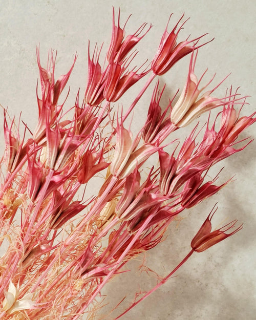 Coral Pink Dried Nigella Stems | Love in a Mist | Bright Pink Dried Flowers | Floral Supply | Bouquet Filler | DIY Craft Flowers