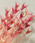 Coral Pink Dried Nigella Stems | Love in a Mist | Bright Pink Dried Flowers | Floral Supply | Bouquet Filler | DIY Craft Flowers