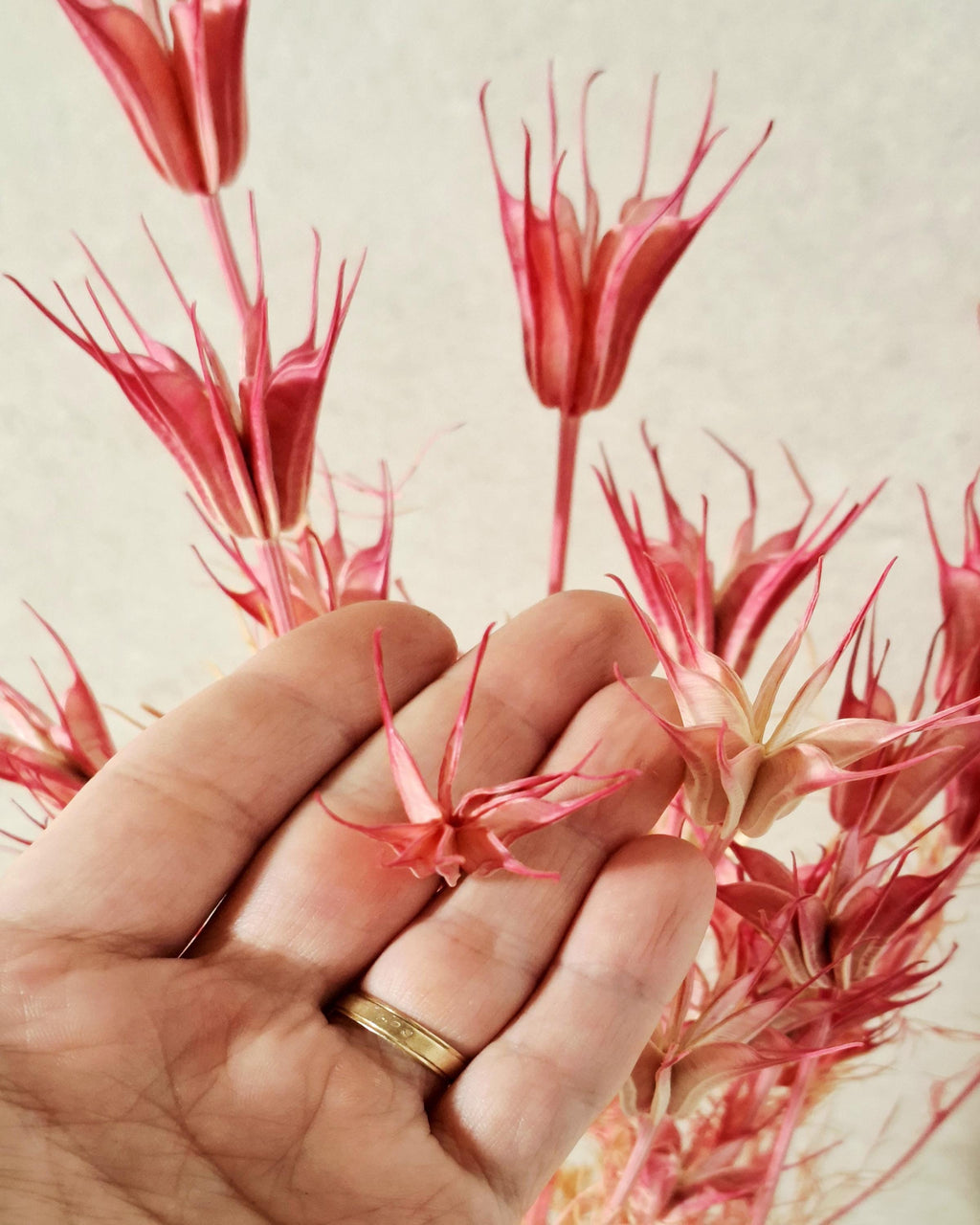 Coral Pink Dried Nigella Stems | Love in a Mist | Bright Pink Dried Flowers | Floral Supply | Bouquet Filler | DIY Craft Flowers