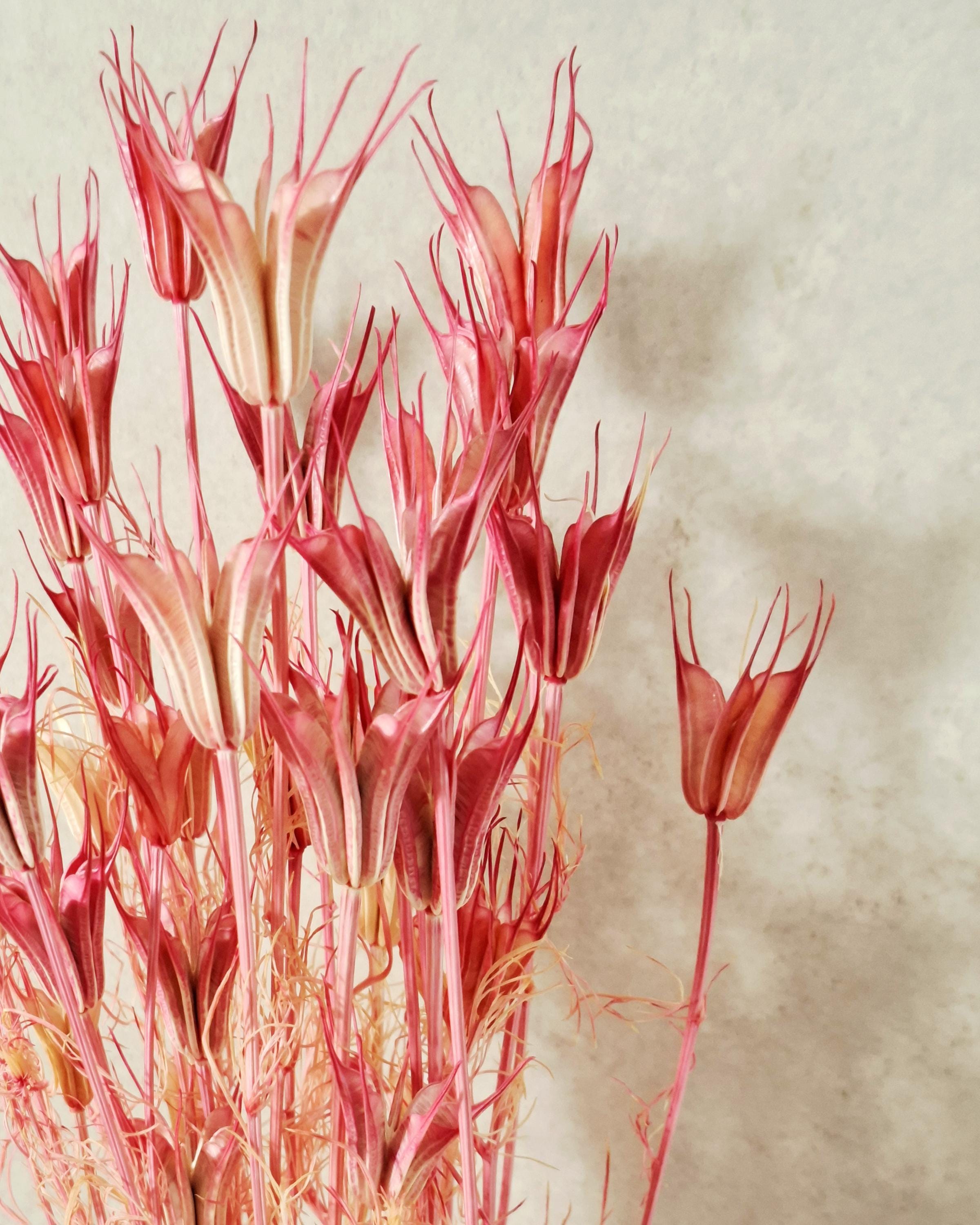 Coral Pink Dried Nigella Stems | Love in a Mist | Bright Pink Dried Flowers | Floral Supply | Bouquet Filler | DIY Craft Flowers