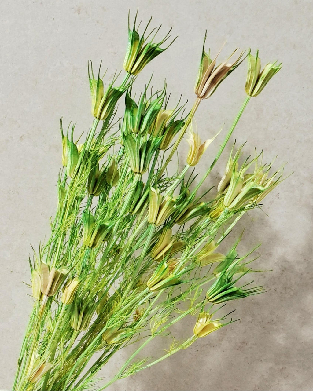 Green Beige Nigella Stems, Two Tone Dried Nigella, Natural Green Dried Flowers, Florist Supply, DIY Floral, Wedding Decor