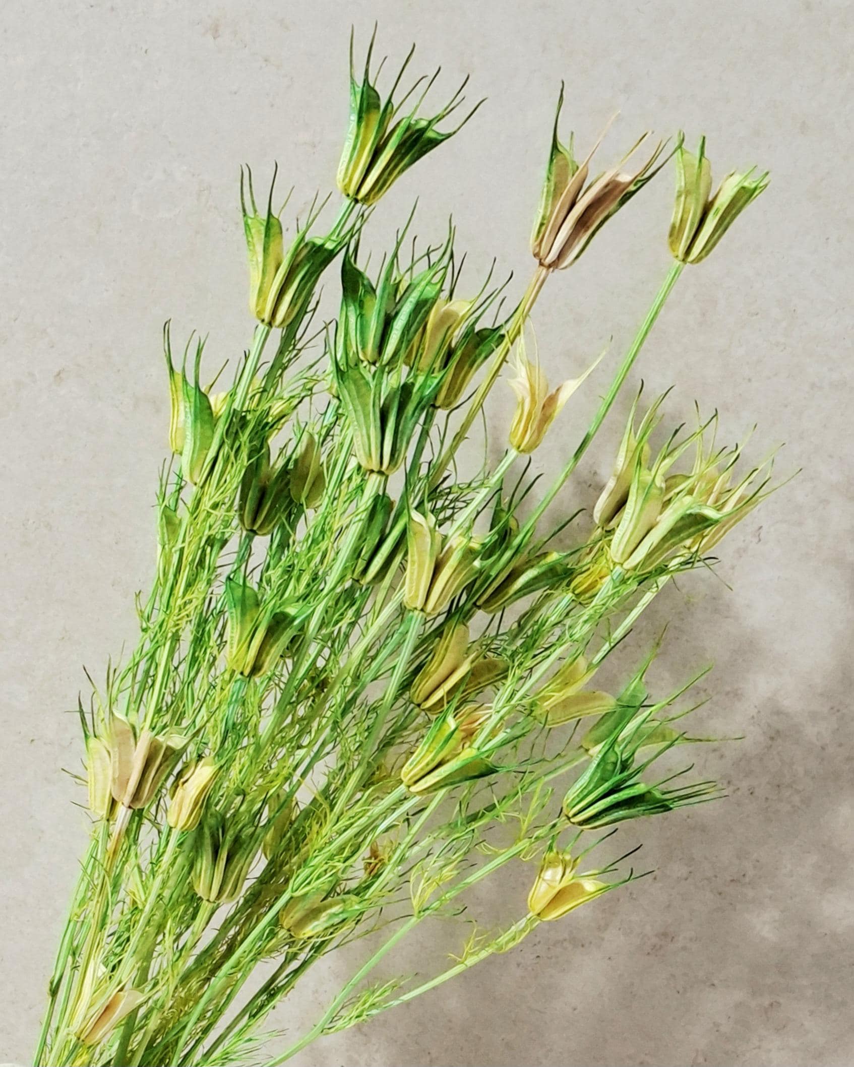 Green Beige Nigella Stems, Two Tone Dried Nigella, Natural Green Dried Flowers, Florist Supply, DIY Floral, Wedding Decor