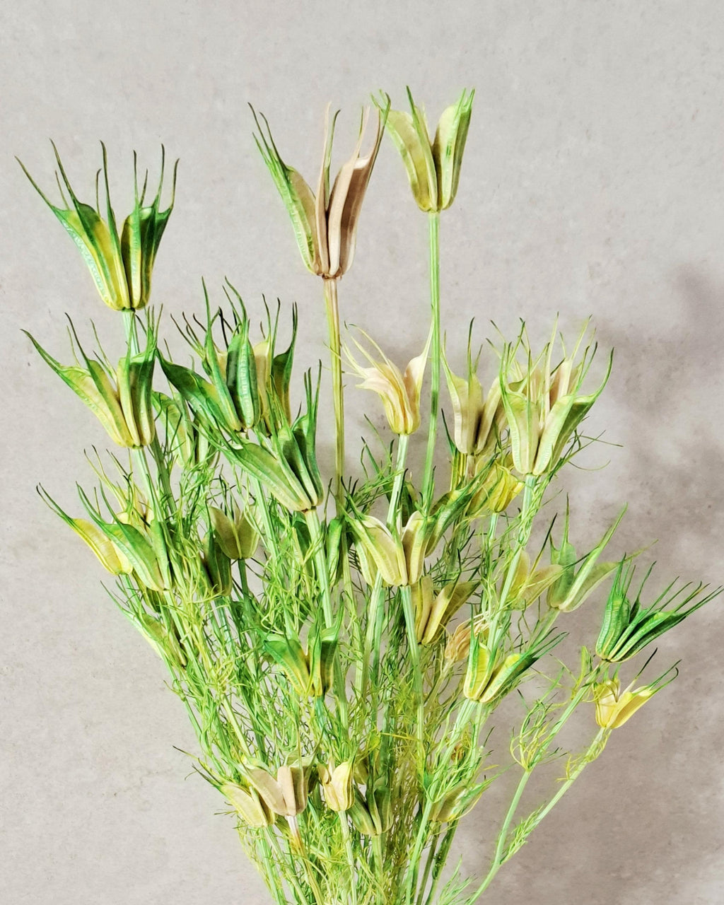 Green Beige Nigella Stems, Two Tone Dried Nigella, Natural Green Dried Flowers, Florist Supply, DIY Floral, Wedding Decor