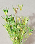 Green Beige Nigella Stems, Two Tone Dried Nigella, Natural Green Dried Flowers, Florist Supply, DIY Floral, Wedding Decor