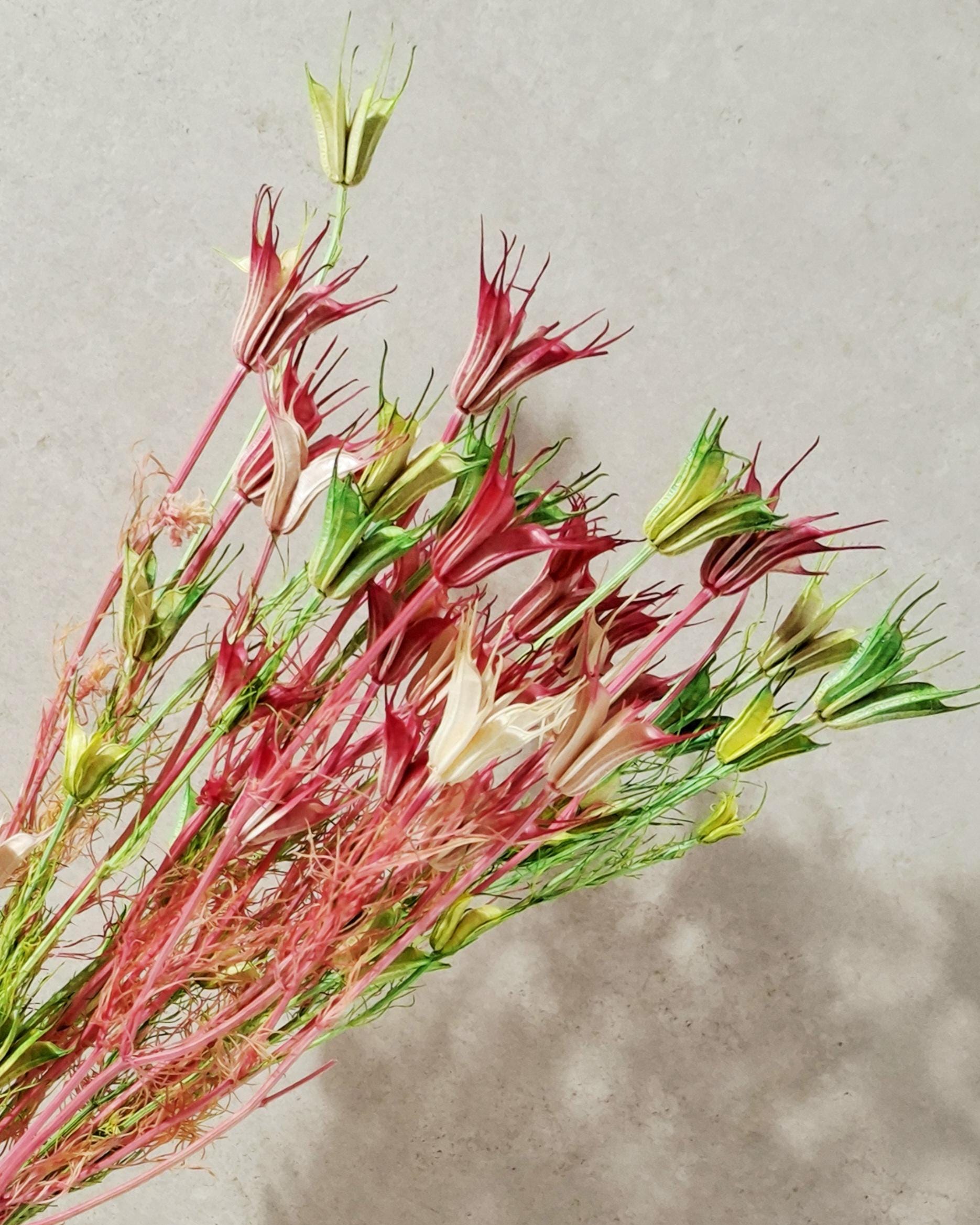 Dried Nigella Stems Pink Green, Natural Beige Mix, Preserved Nigella, Floral Supply for DIY, Wedding Decor, Dried Flower Stems