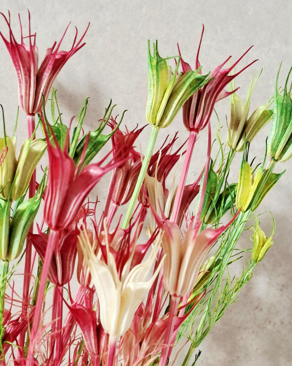 Dried Nigella Stems Pink Green, Natural Beige Mix, Preserved Nigella, Floral Supply for DIY, Wedding Decor, Dried Flower Stems