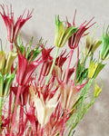 Dried Nigella Stems Pink Green, Natural Beige Mix, Preserved Nigella, Floral Supply for DIY, Wedding Decor, Dried Flower Stems