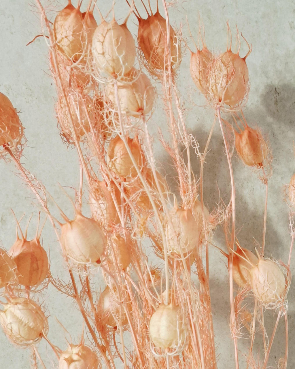 Dried Nigella Pods Soft Pink, Blush Pink Nigella, Preserved Flowers, Floral Supply for DIY, Wedding Decor, Dried Flower Pods
