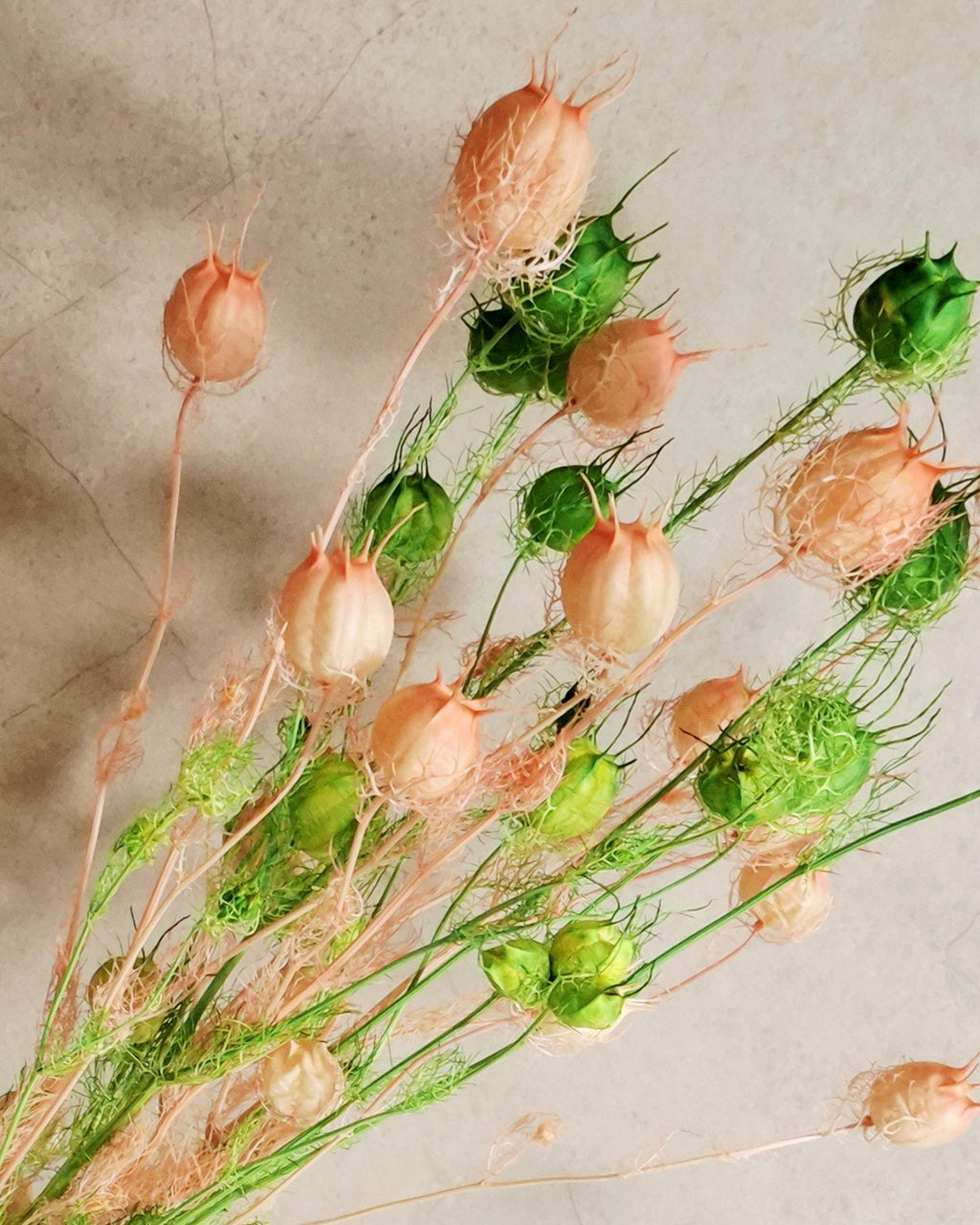 Dried Nigella Pods White Pink Mix, Soft Pink Nigella, Two Tone Nigella Pods, Preserved Flowers, Floral Supply, Wedding Decor
