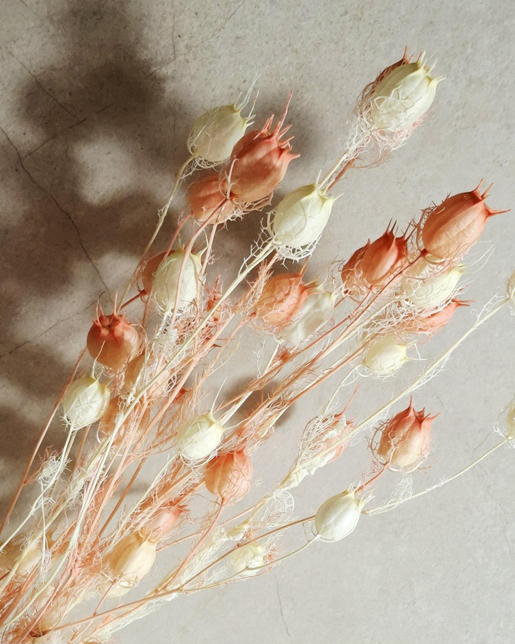 Dried Nigella Pods White Pink Mix, Soft Pink Nigella, Two Tone Nigella Pods, Preserved Flowers, Floral Supply, Wedding Decor