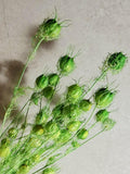 Dried Nigella Pods Green / Bright Green Nigella Stems / Botanical Floral Supply / DIY Craft Flowers / Natural Decor