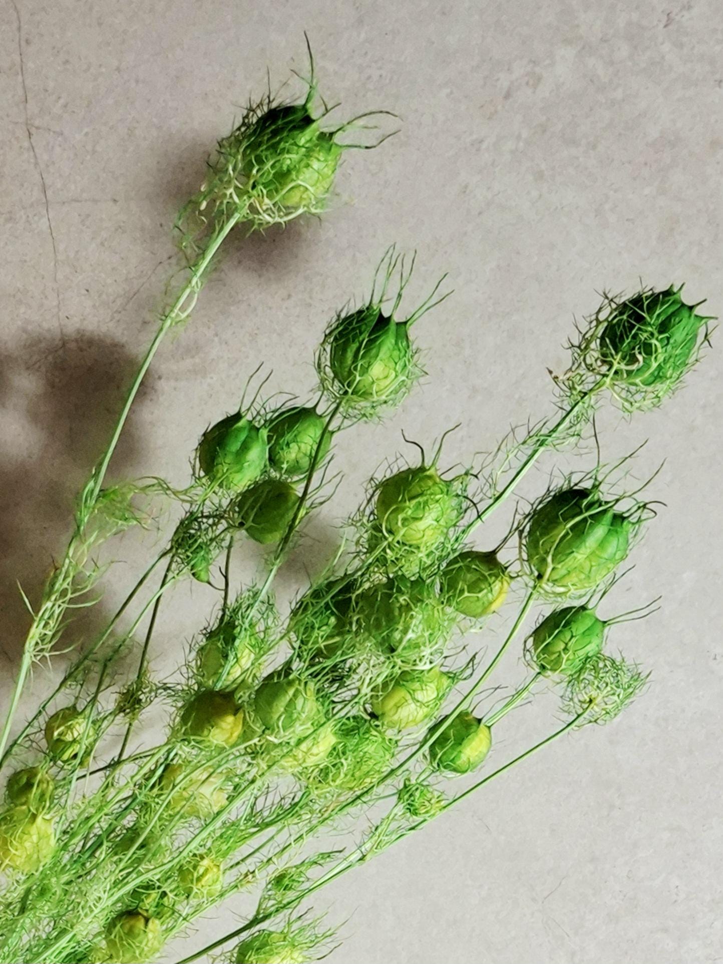 Dried Nigella Pods Green / Bright Green Nigella Stems / Botanical Floral Supply / DIY Craft Flowers / Natural Decor