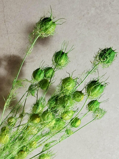 Dried Nigella Pods Green / Bright Green Nigella Stems / Botanical Floral Supply / DIY Craft Flowers / Natural Decor