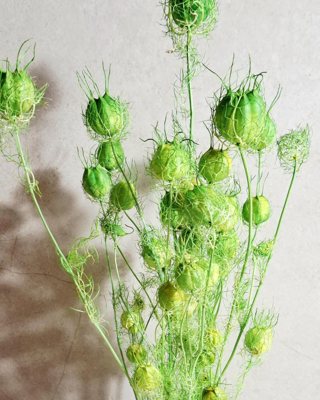 Dried Nigella Pods Green / Bright Green Nigella Stems / Botanical Floral Supply / DIY Craft Flowers / Natural Decor