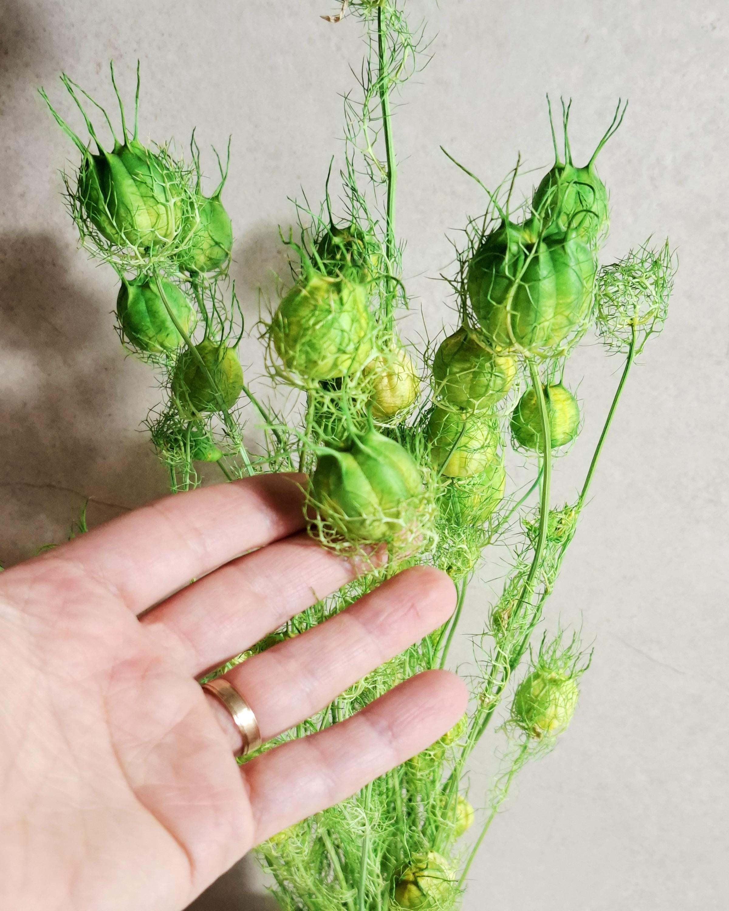 Dried Nigella Pods Green / Bright Green Nigella Stems / Botanical Floral Supply / DIY Craft Flowers / Natural Decor