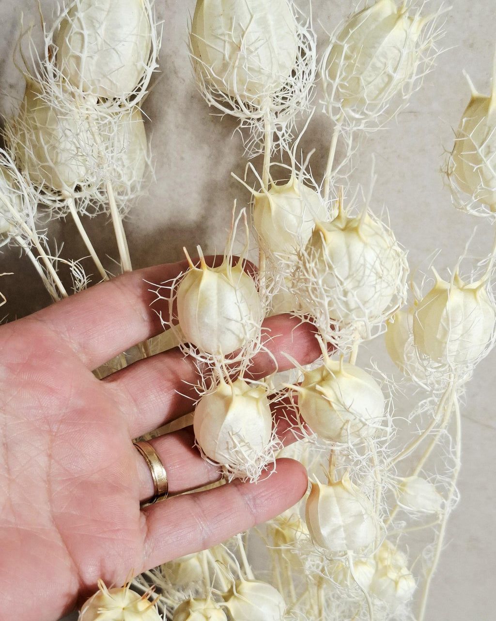 Dried Nigella Pods White / Natural White Nigella Stems / Botanical Floral Supply / Wedding Flowers / DIY Craft Decor
