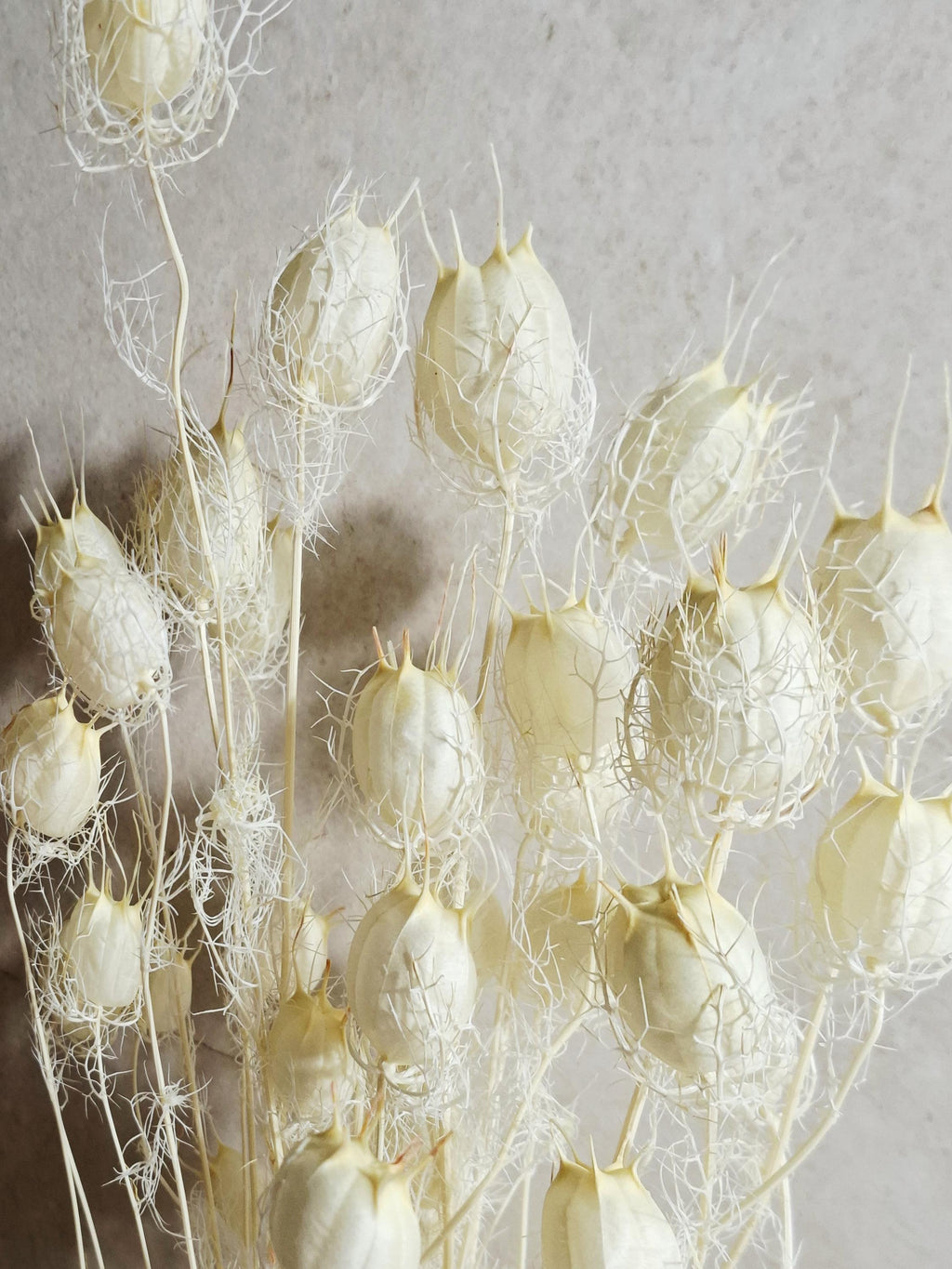 Dried Nigella Pods White / Natural White Nigella Stems / Botanical Floral Supply / Wedding Flowers / DIY Craft Decor