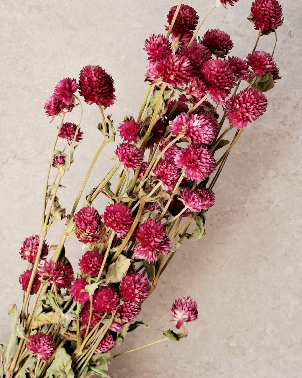 Pink Dried Gomphrena Stems, Dried Flowers for Florists, Bright Pink Flowers, Bouquet Supply, Vase Decor, DIY Floral Material