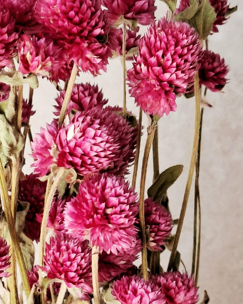 Pink Dried Gomphrena Stems, Dried Flowers for Florists, Bright Pink Flowers, Bouquet Supply, Vase Decor, DIY Floral Material