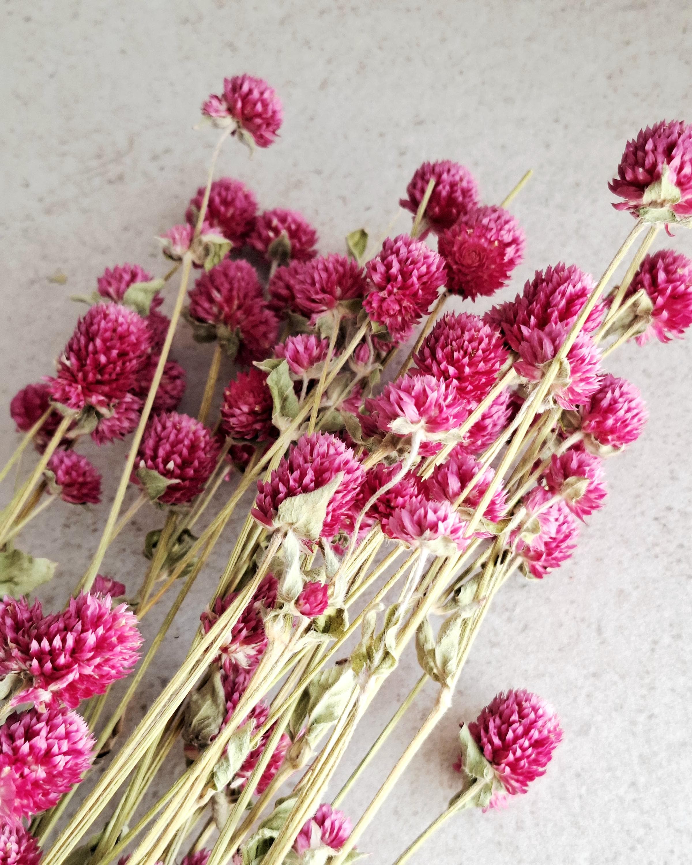 Pink Dried Gomphrena Stems, Dried Flowers for Florists, Bright Pink Flowers, Bouquet Supply, Vase Decor, DIY Floral Material
