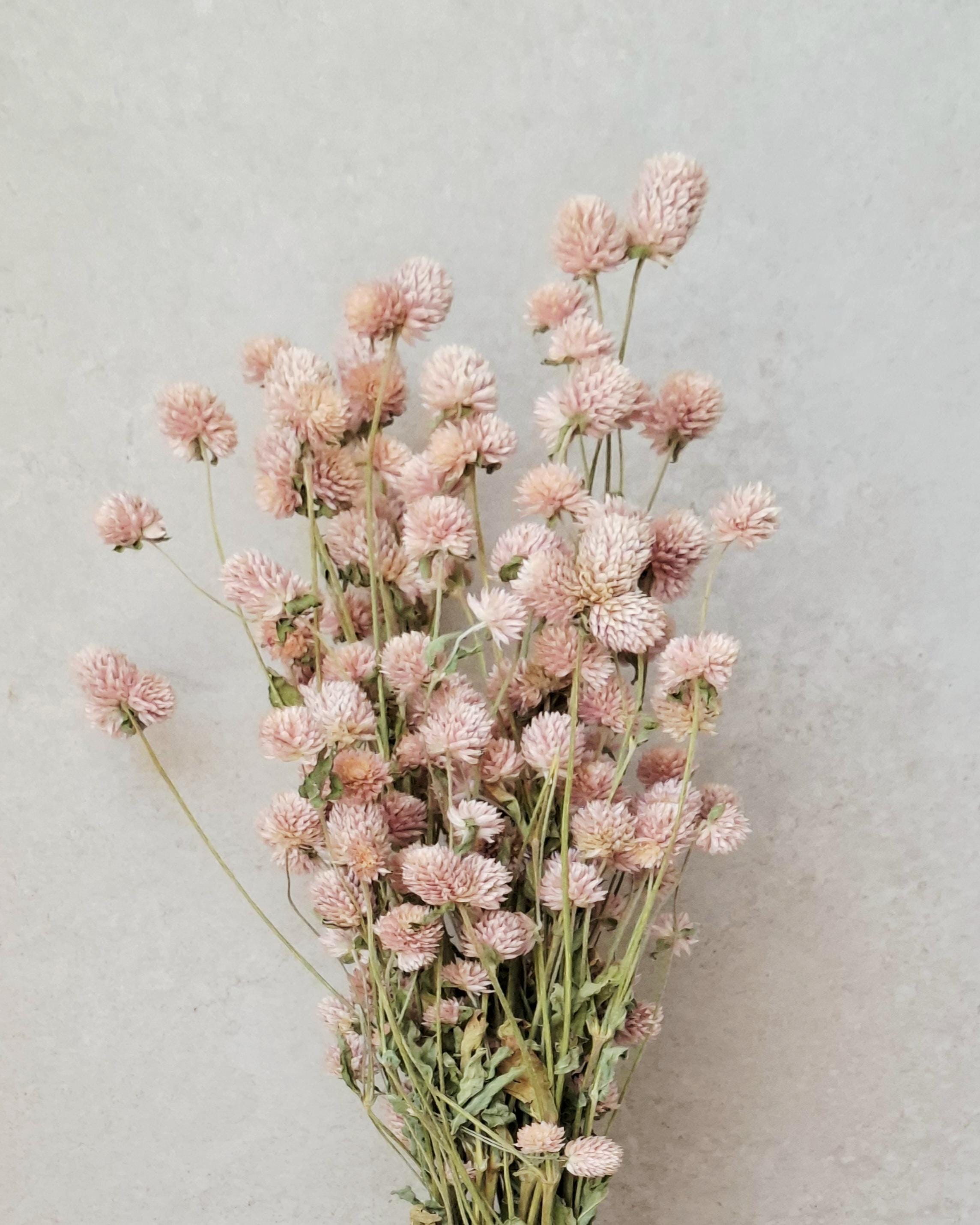 Blush Pink Dried Gomphrena Stems, Soft Pink Dried Flowers, Dried Flower Stems for Florists, Wedding Decor, Vase Flowers, DIY Floral