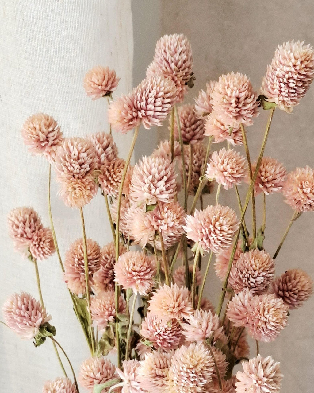 Blush Pink Dried Gomphrena Stems, Soft Pink Dried Flowers, Dried Flower Stems for Florists, Wedding Decor, Vase Flowers, DIY Floral